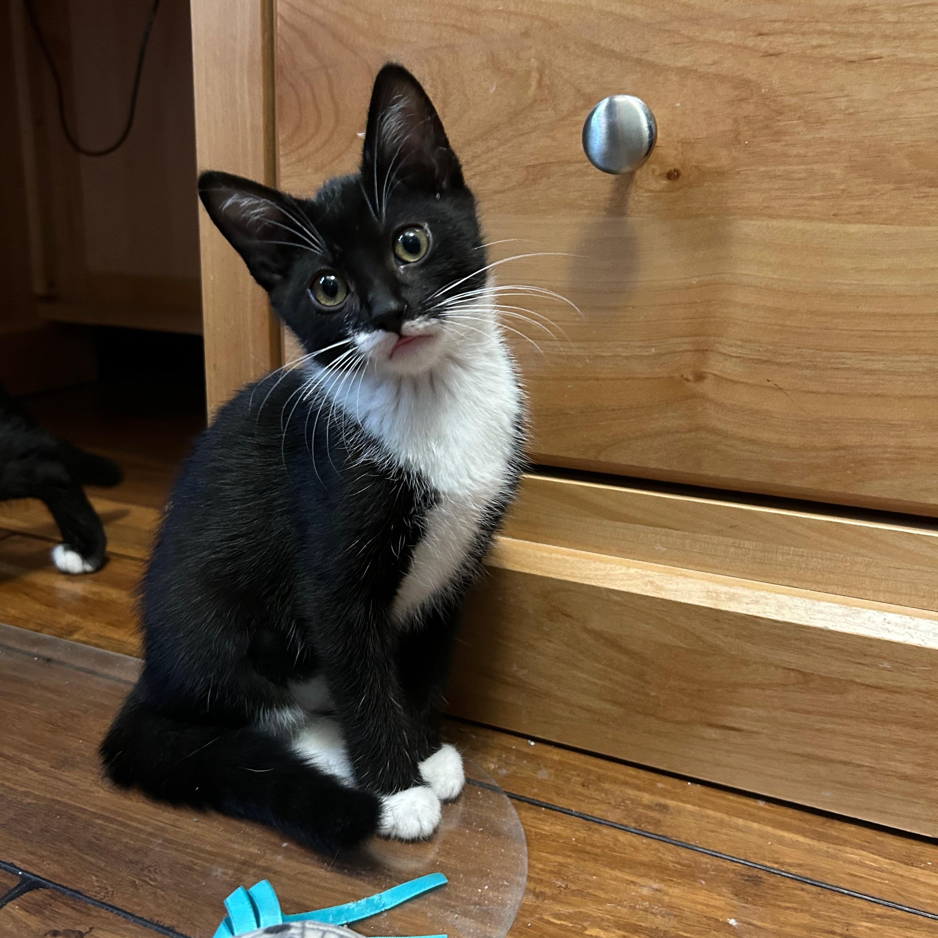 Fauna (bonded to Flora Two for One Special)