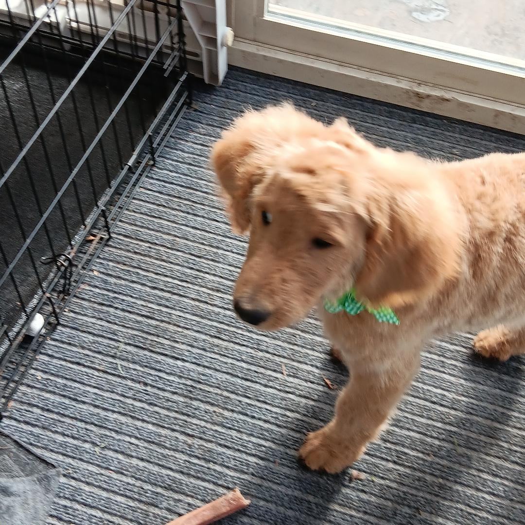 Annabelle, Adopted, Puppy Female Standard Poodle & Golden Retriever.