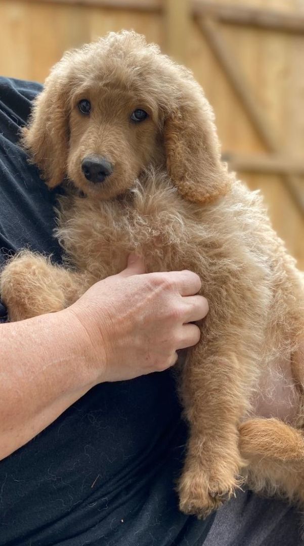 Annabelle, Adopted, Puppy Female Standard Poodle & Golden Retriever.