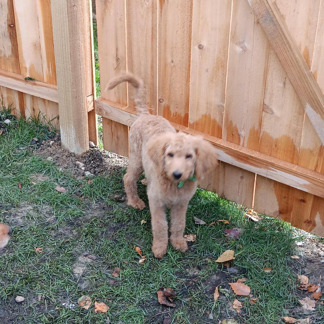 Annabelle, a Adopted mixed breed in Bartlett, IL image 3/6