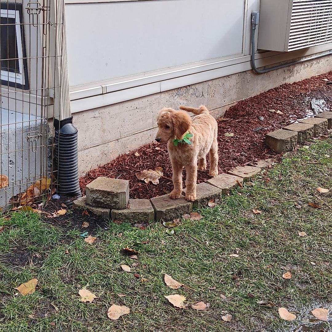Annabelle, a Adopted mixed breed in Bartlett, IL image 4/6