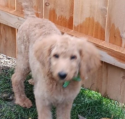 Annabelle, a Adopted mixed breed in Bartlett, IL image 6/6