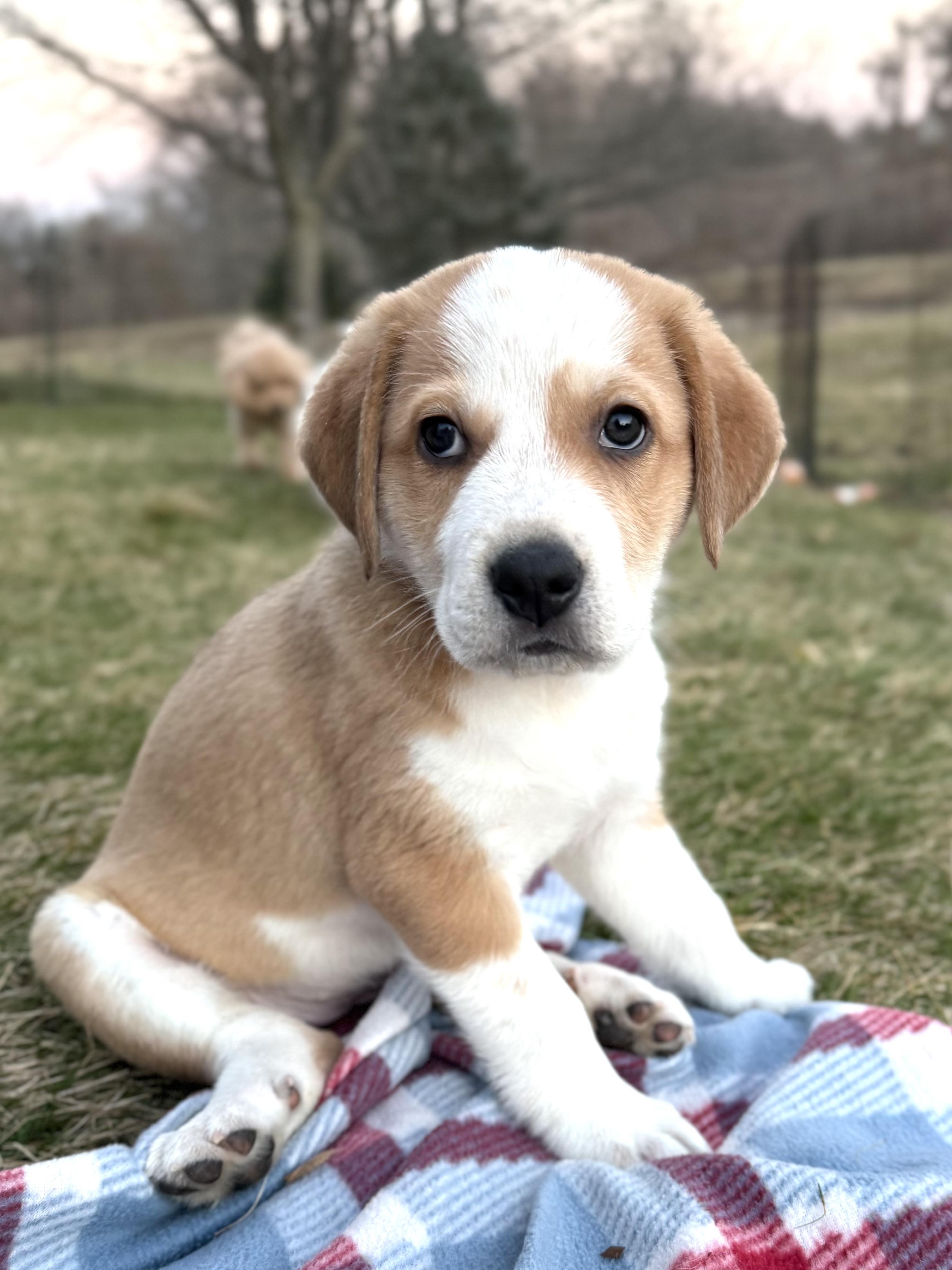 Enlarge Lucy  (Female)   Avail 3/25, an adopted mixed breed in West Grove, PA image 1/4