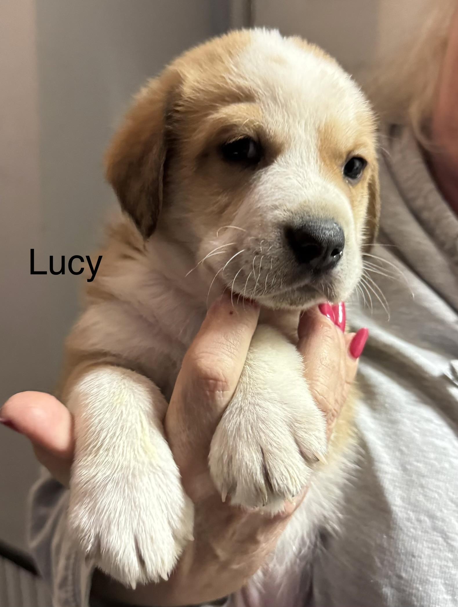 Enlarge Lucy  (Female)   Avail 3/25, an adopted mixed breed in West Grove, PA image 2/4