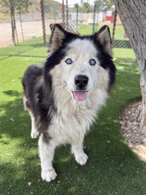 CUB, Adoptable, Adult Male Alaskan Malamute.