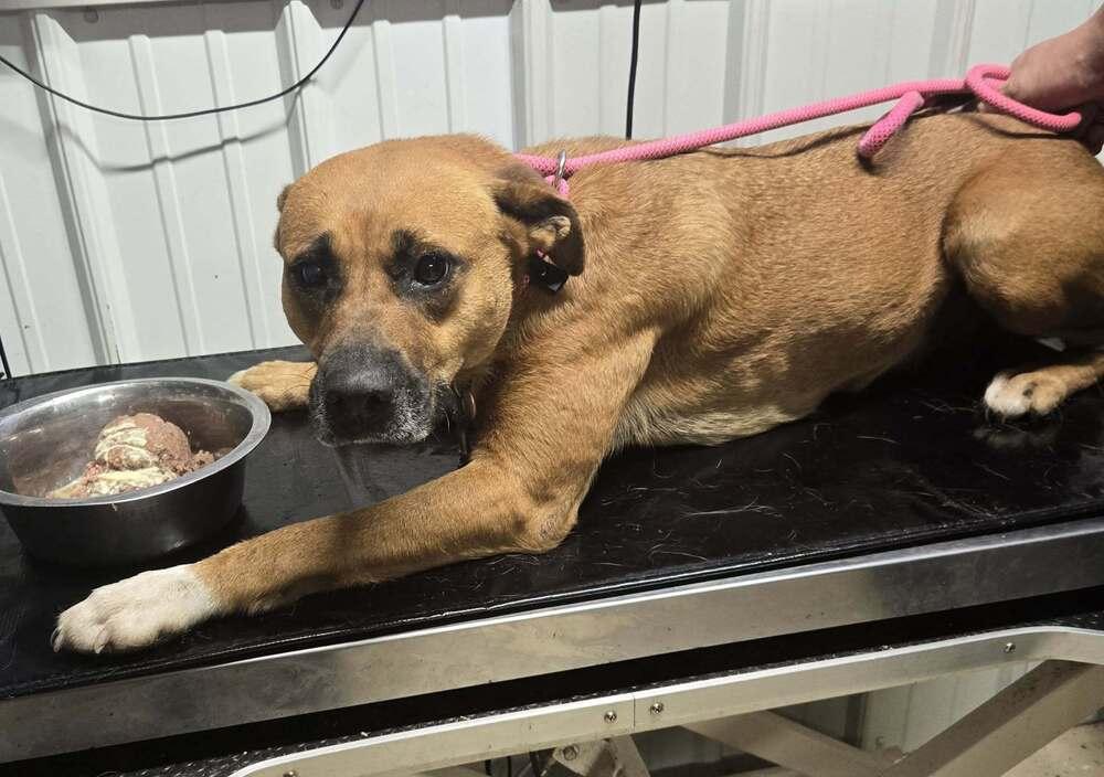 Brady, Adoptable, Adult Male Hound.