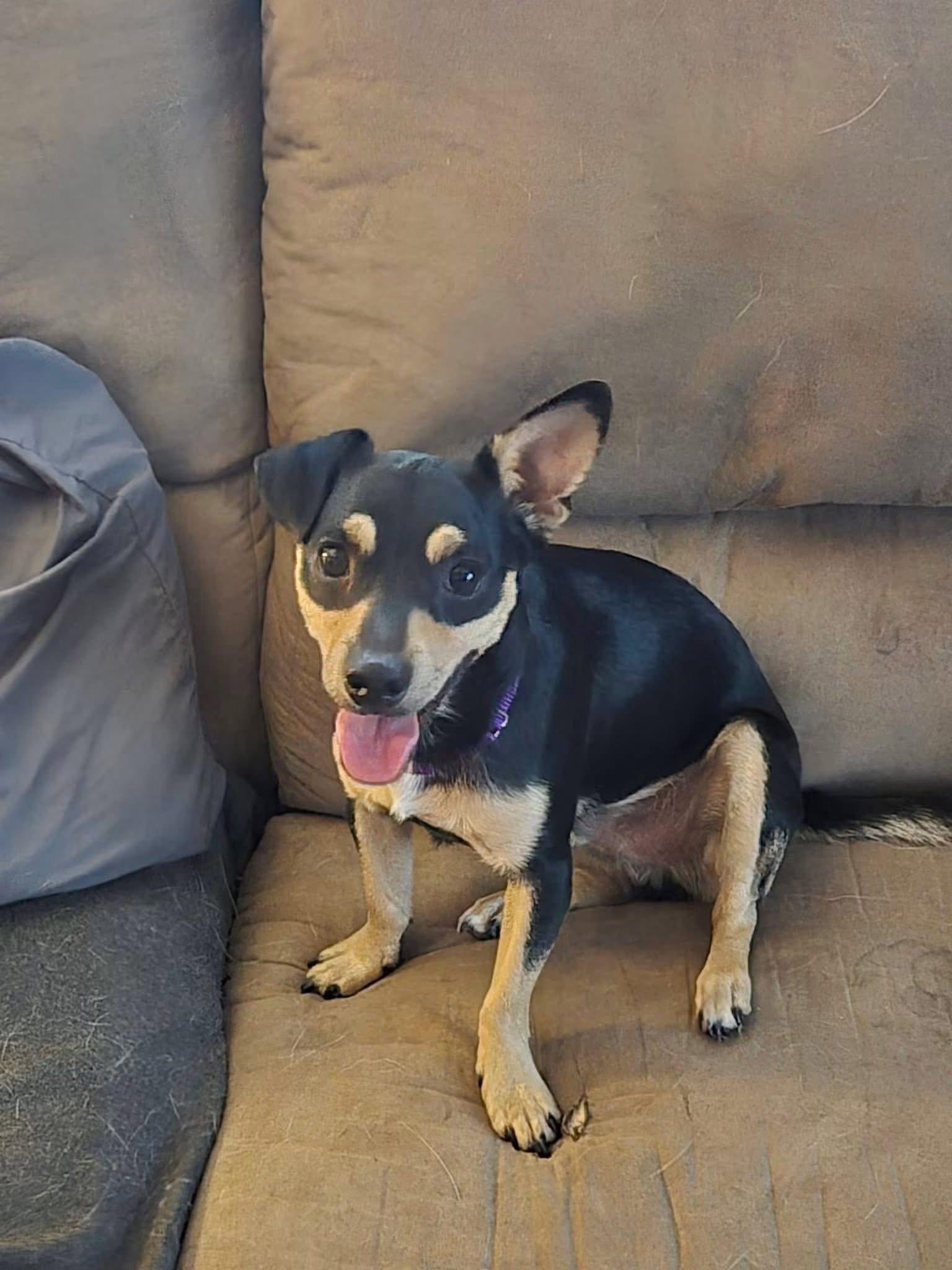 Bo, Adoptable, Young Male Chihuahua.