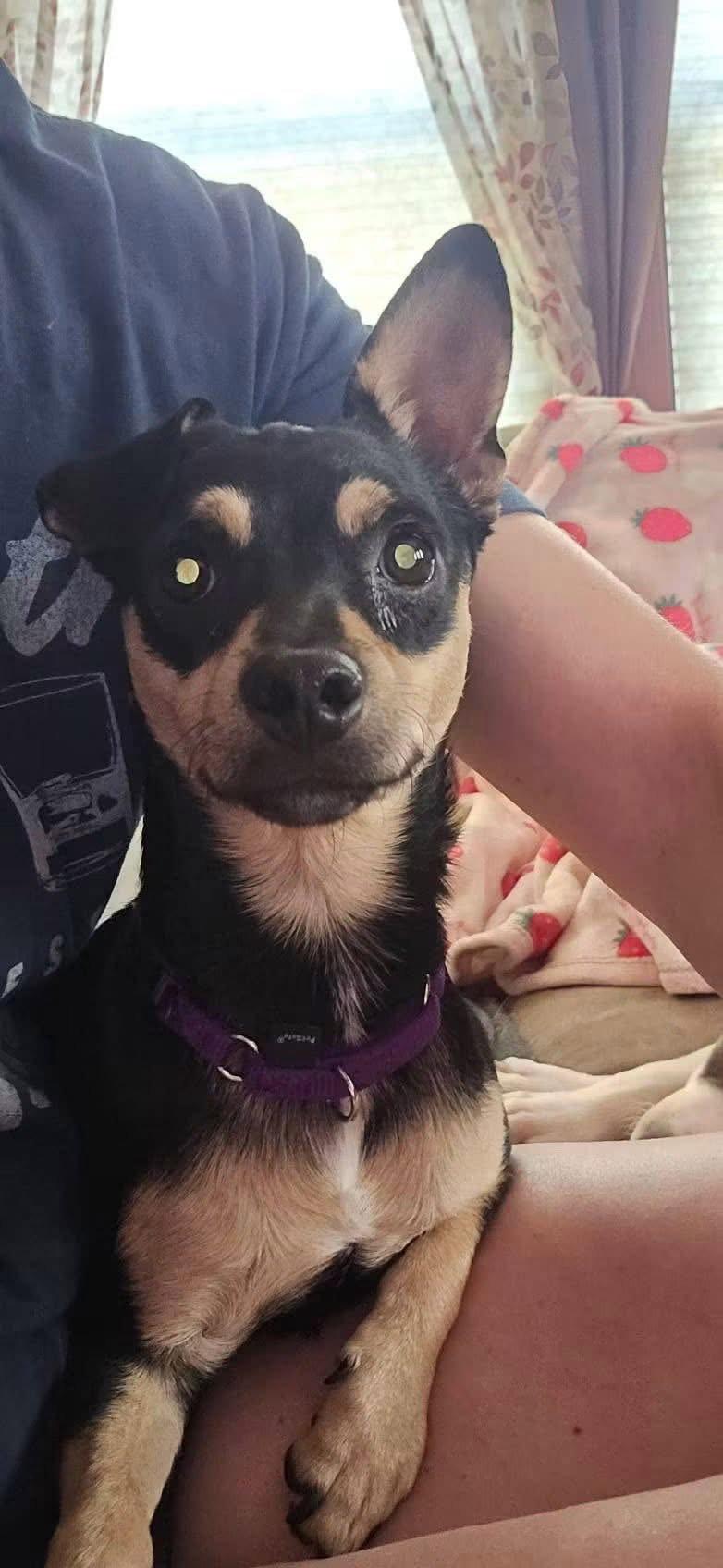 Bo, a Adoptable Chihuahua in New London, WI image 2/2