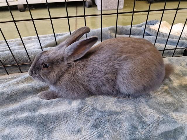 Enlarge BINKSTER, a Adoptable Bunny Rabbit in Palo Alto, CA image 1/1