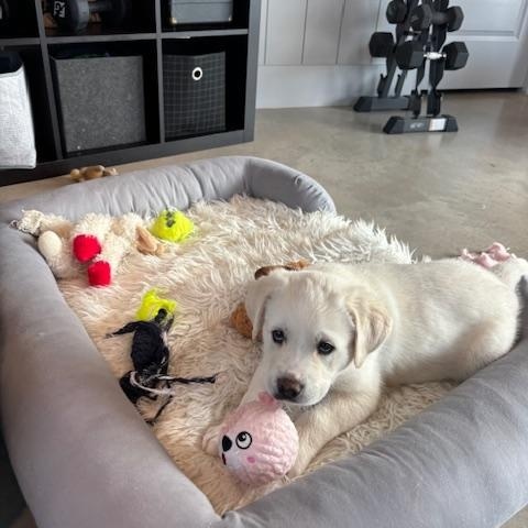 Enlarge KONA, a ADOPTABLE mixed breed in Lakeway, TX image 2/3