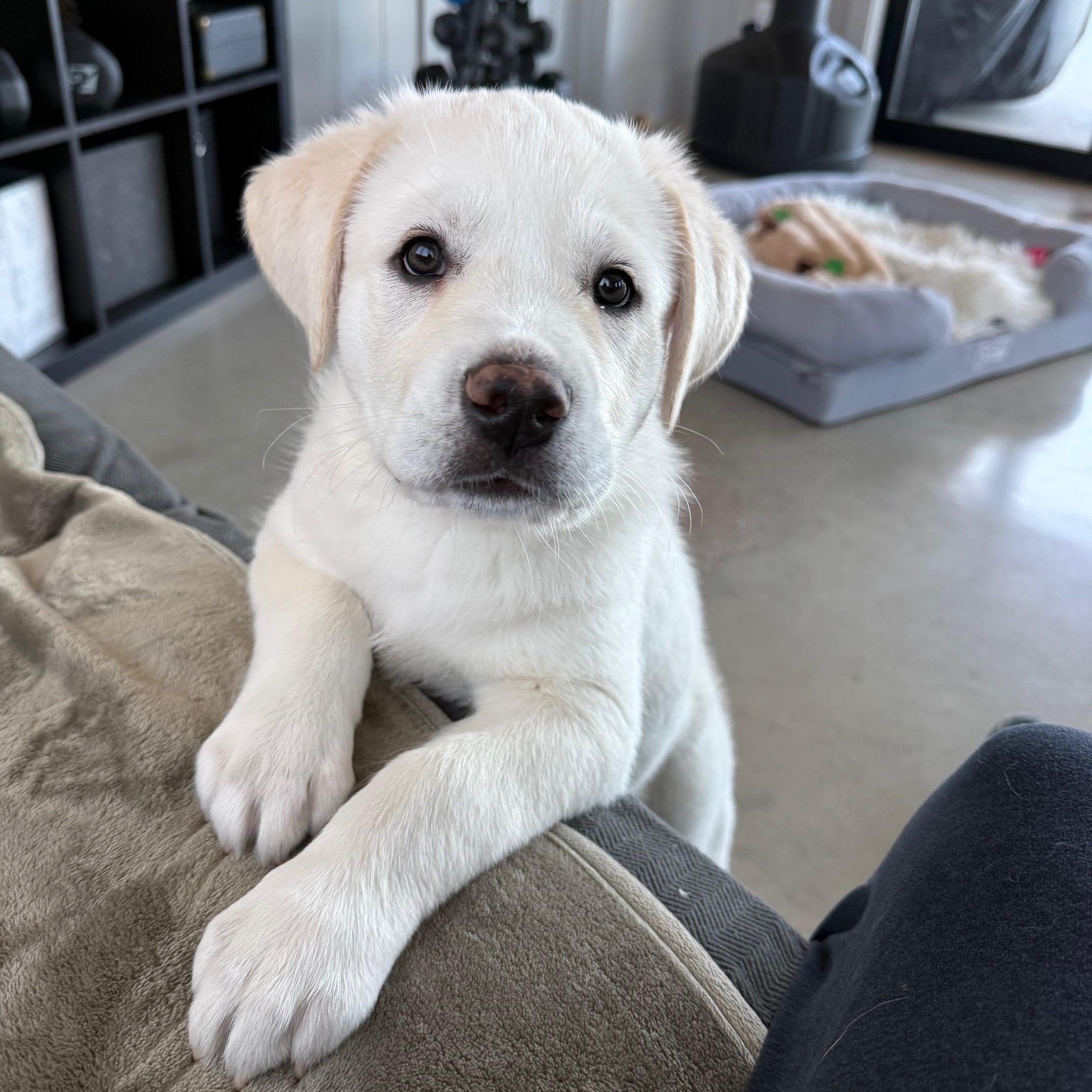 Enlarge KONA, a ADOPTABLE mixed breed in Lakeway, TX image 1/3