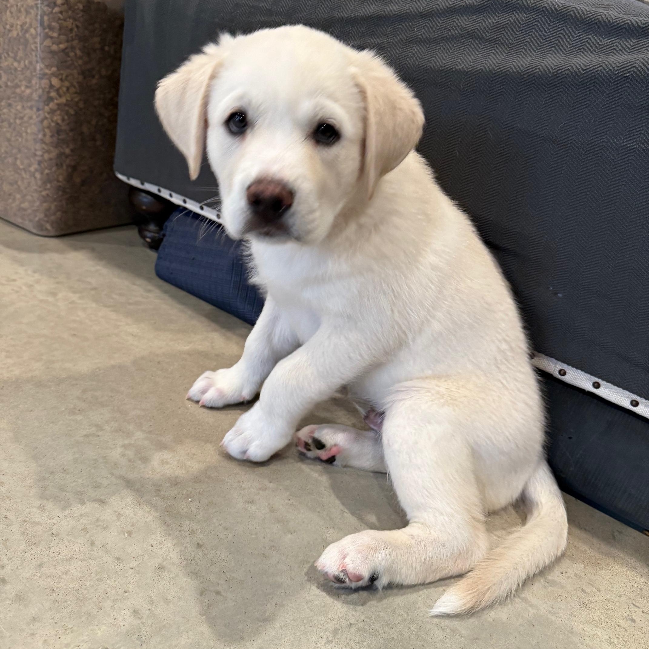 Enlarge KONA, a ADOPTABLE mixed breed in Lakeway, TX image 3/3