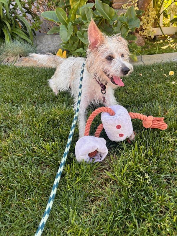 Happy, a Adoptable mixed breed in Apple Valley, CA image 1/2