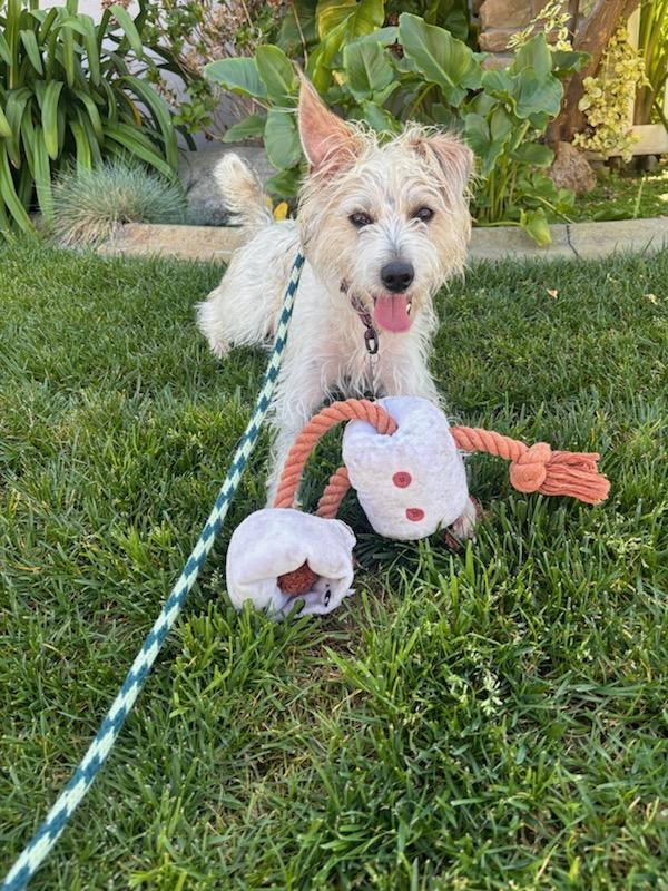 Happy, a Adoptable mixed breed in Apple Valley, CA image 2/2