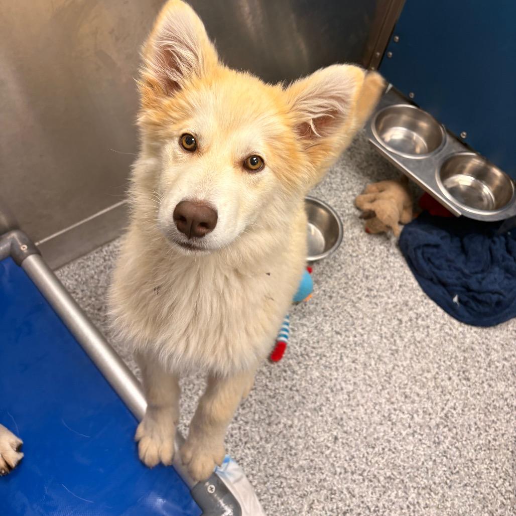 Aloha, Adoptable, Puppy Female Husky & Mixed Breed.