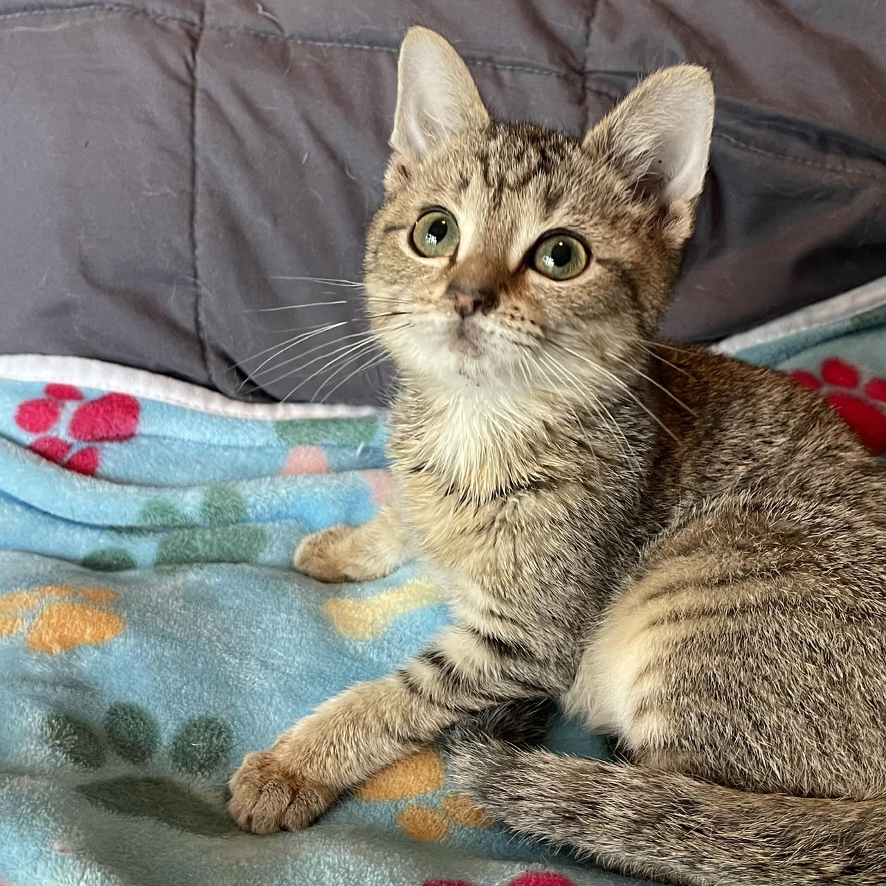 Brick, Adoptable, Kitten Male Domestic Short Hair & Tabby.