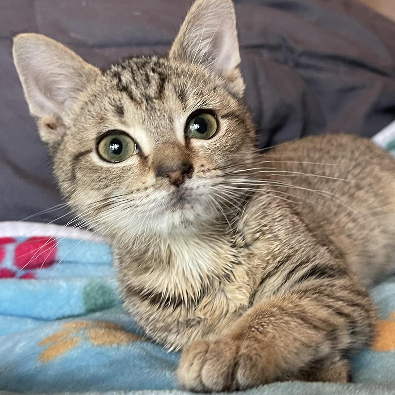 Brick, a Adoptable mixed breed in Racine, WI image 3/6