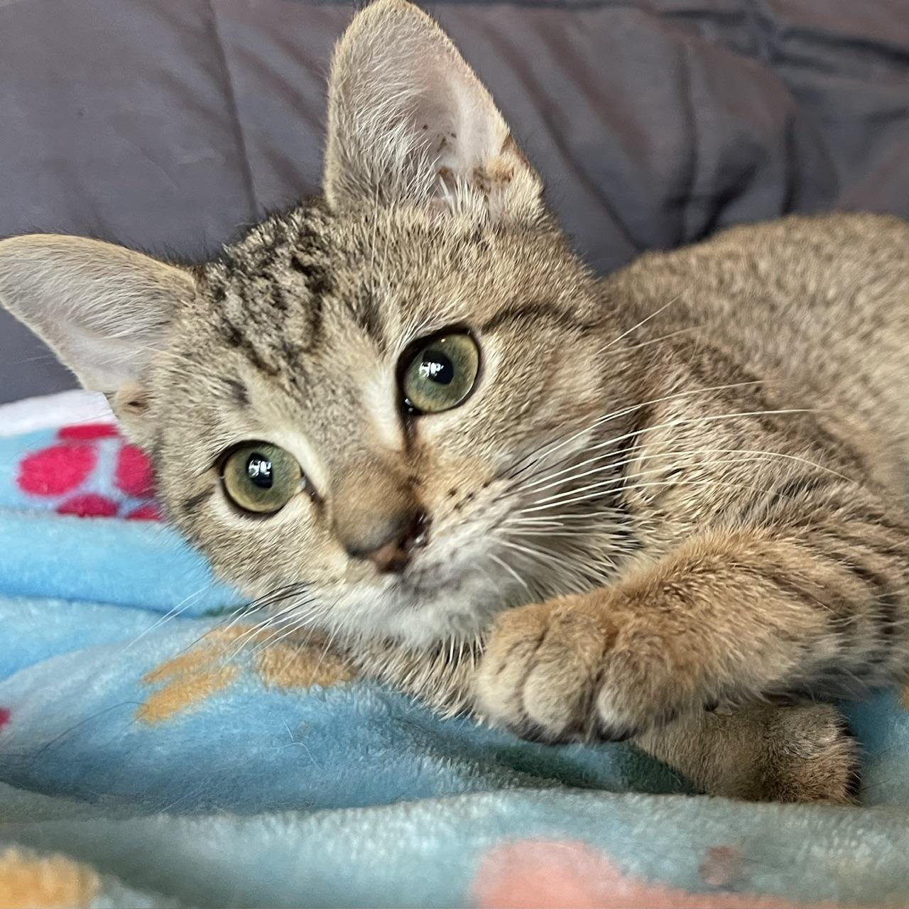 Brick, a Adoptable mixed breed in Racine, WI image 4/6