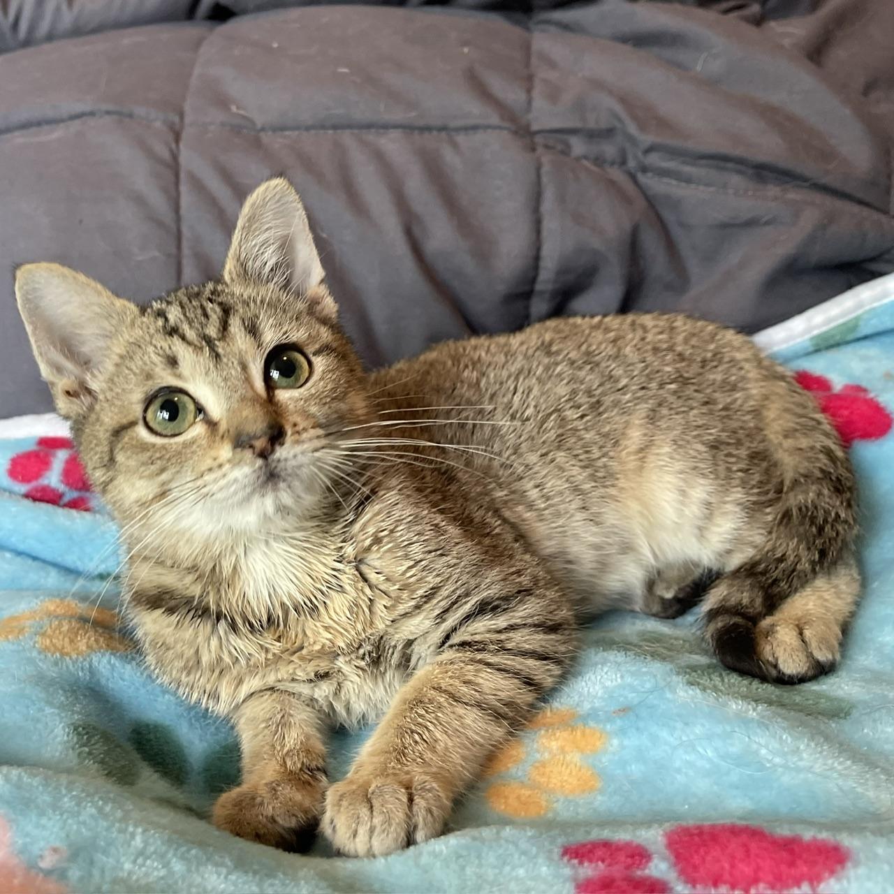 Brick, a Adoptable mixed breed in Racine, WI image 2/6