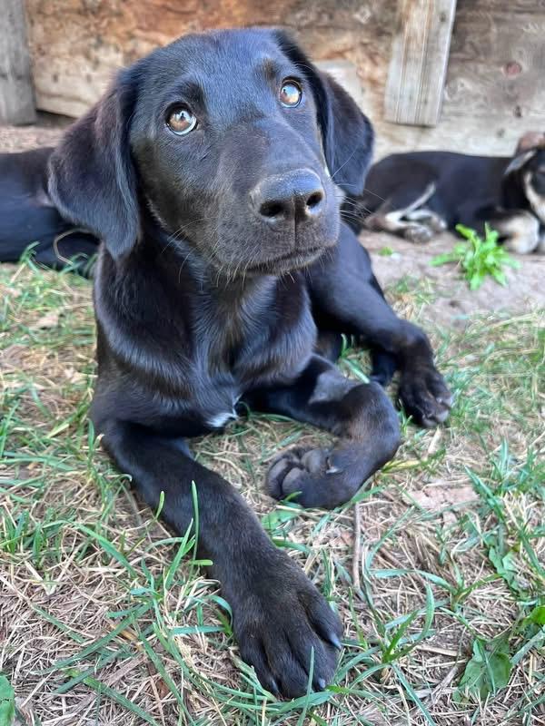 Staci, Adoptable, Puppy Female Mixed Breed.