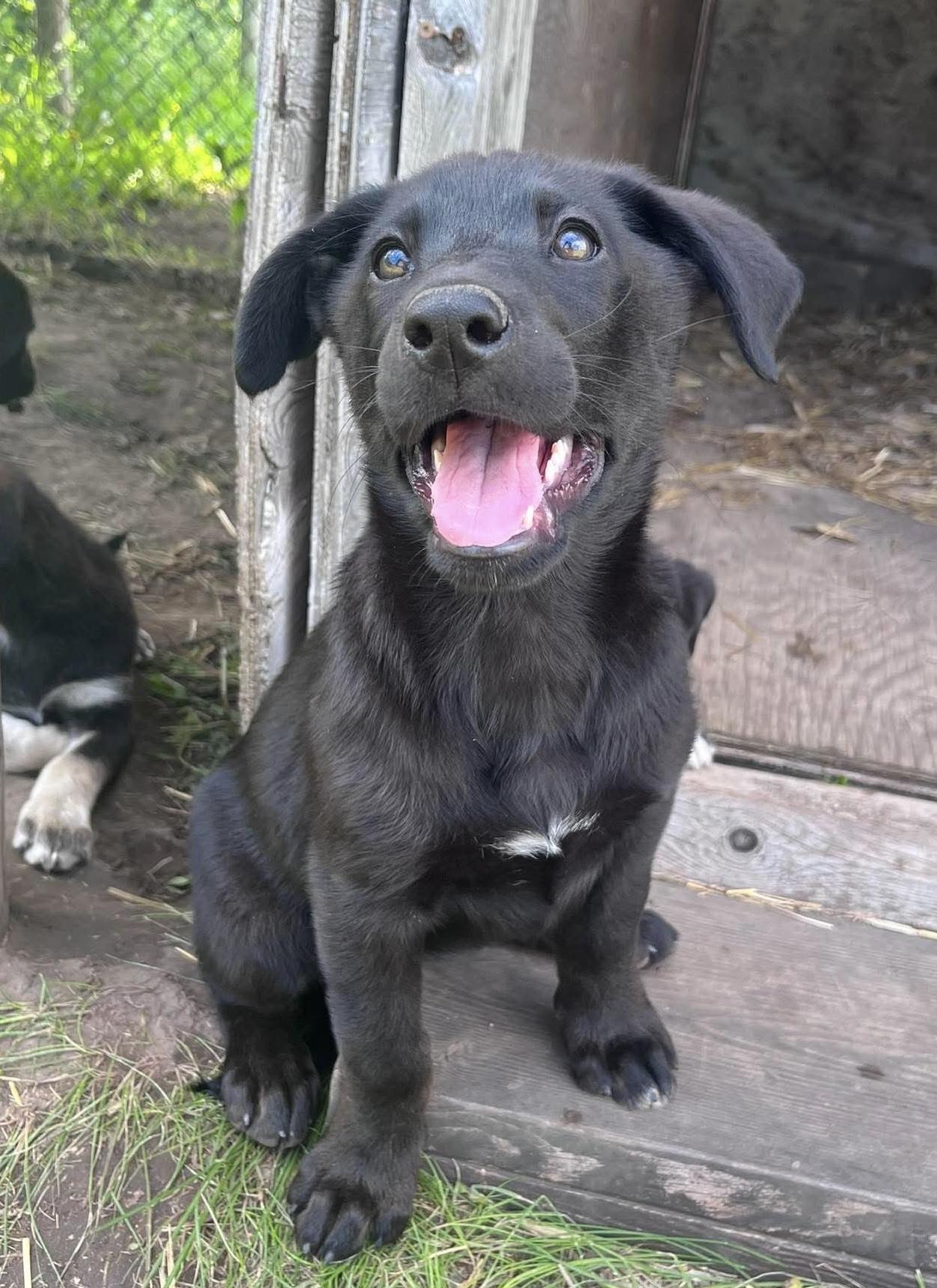 Staci, a Adoptable mixed breed in Saskatoon, SK image 2/5