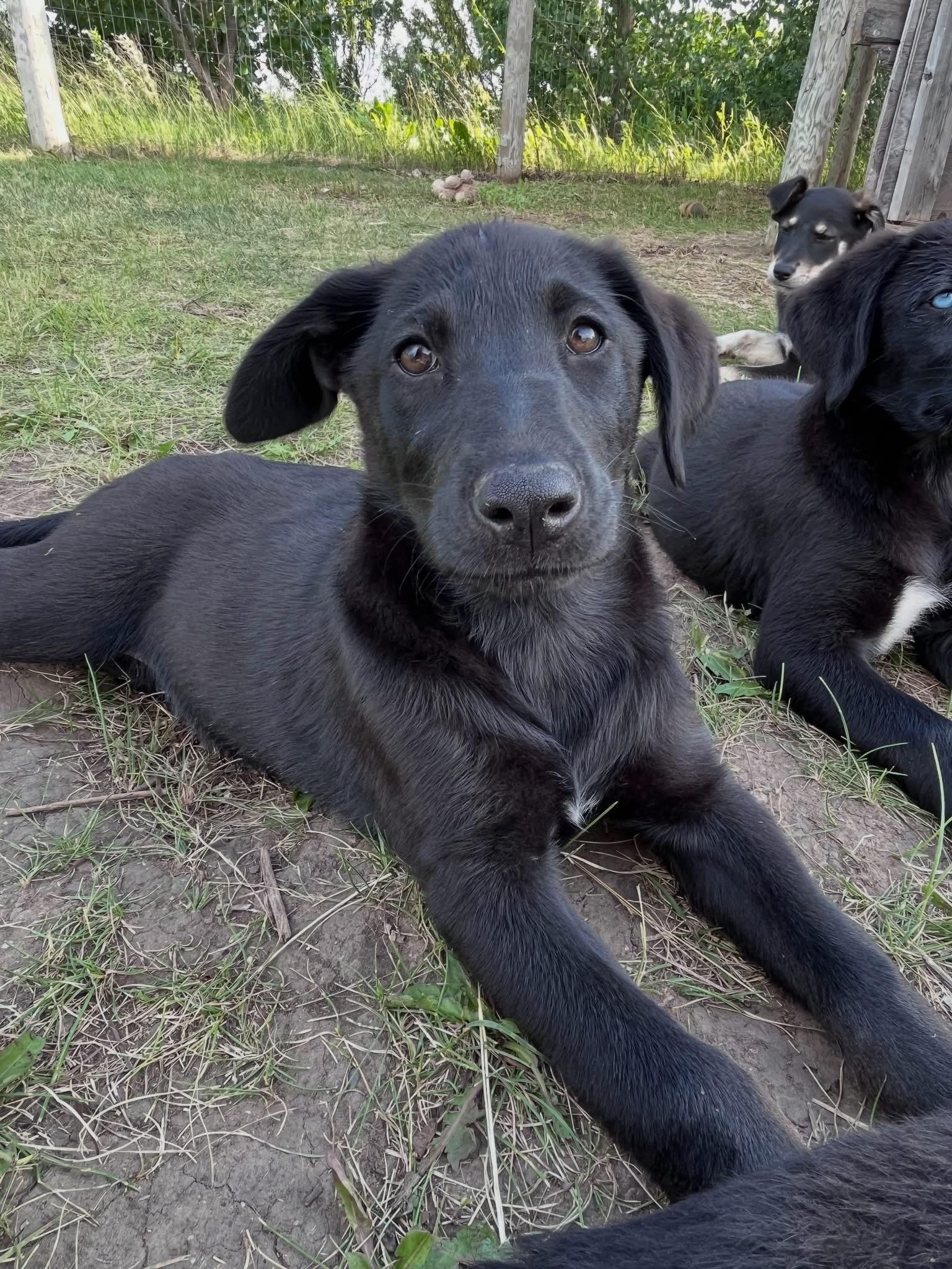 Staci, a Adoptable mixed breed in Saskatoon, SK image 5/5