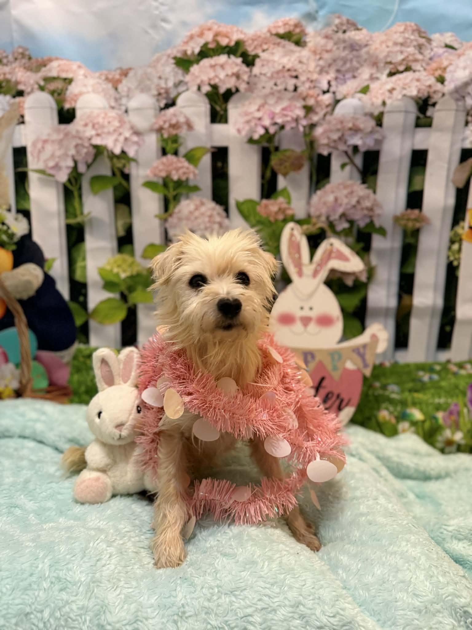 HELENE, a ADOPTABLE mixed breed in Port Clinton, OH image 3/3