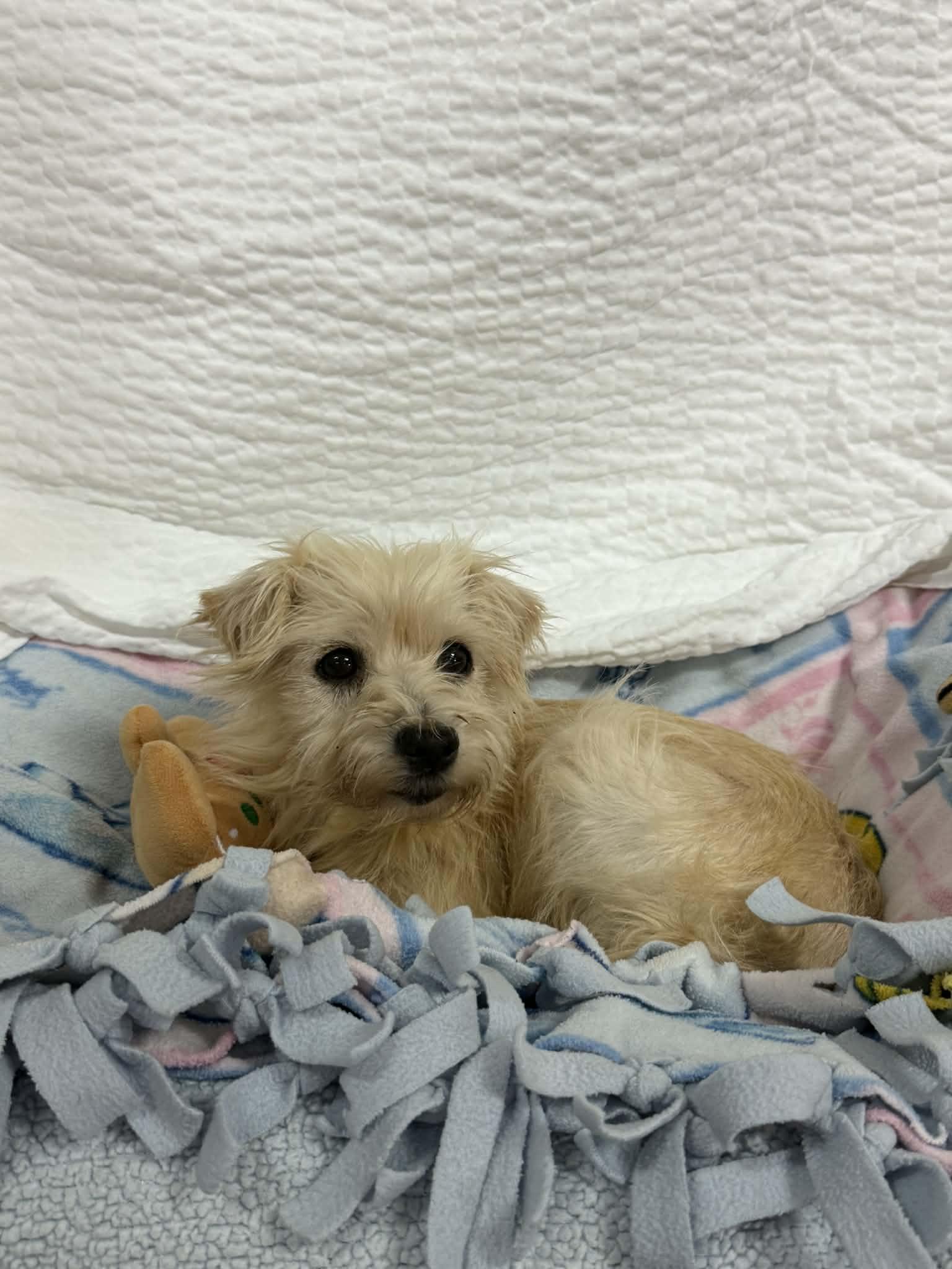 HELENE, a ADOPTABLE mixed breed in Port Clinton, OH image 2/3