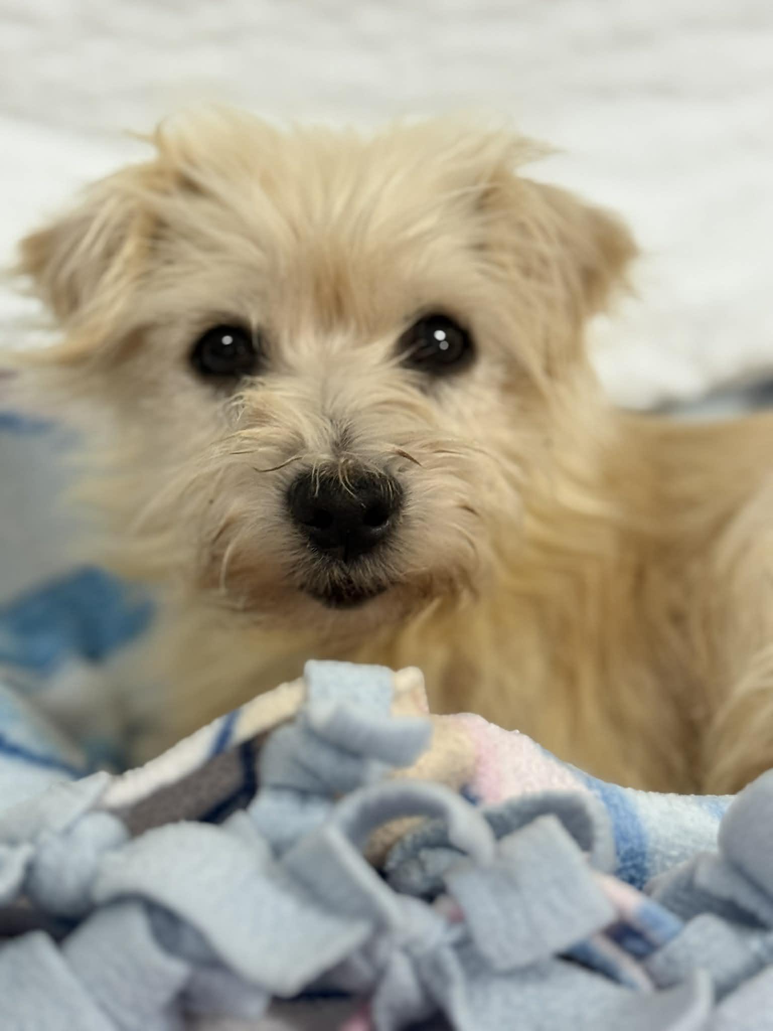 HELENE, ADOPTABLE, Senior Female Miniature Schnauzer & Terrier.
