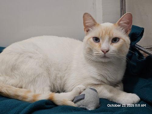 Enlarge Bubba, a ADOPTABLE mixed breed in Mission Viejo, CA image 1/1