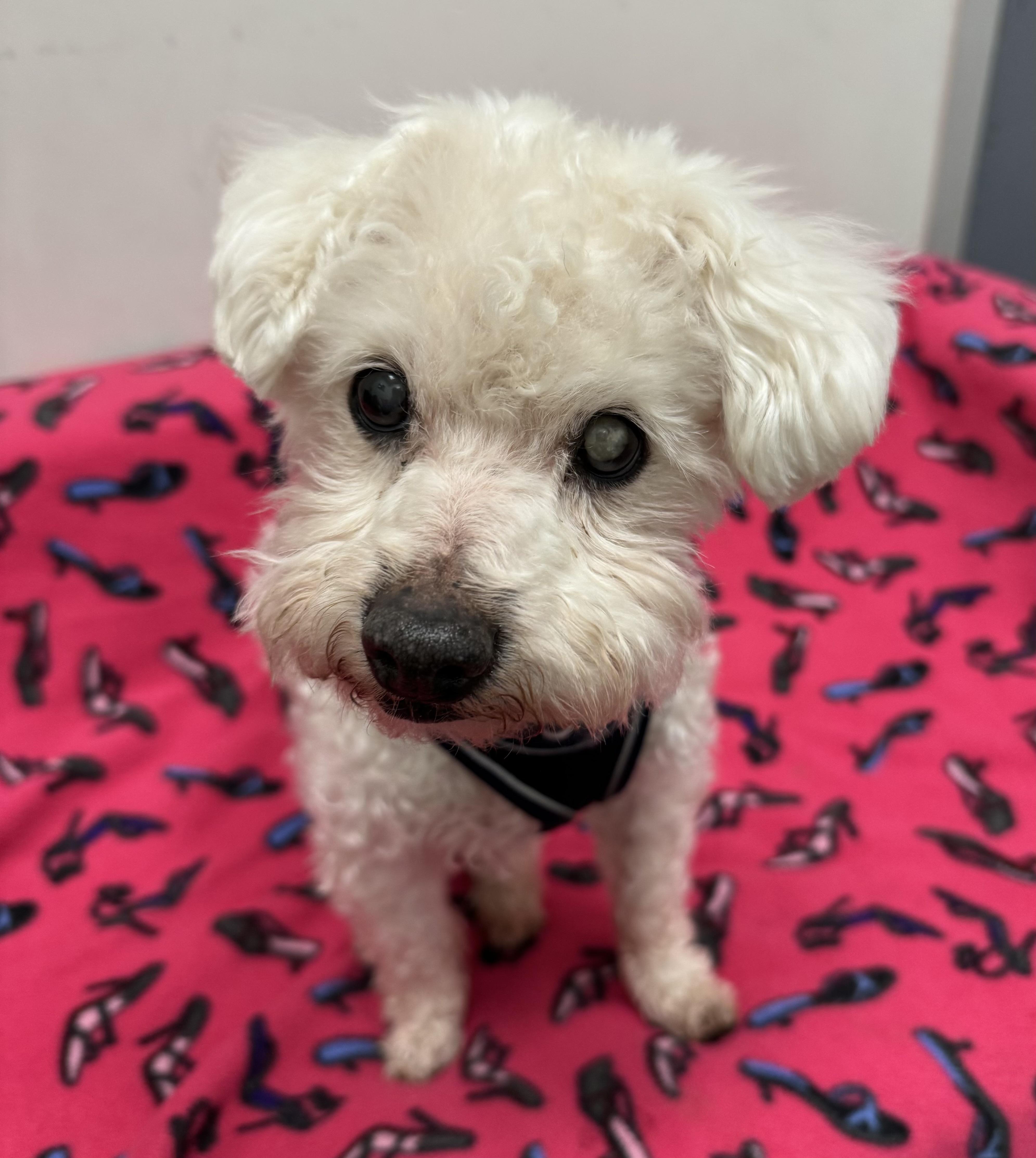 Juice, ADOPTABLE, Senior Male Miniature Poodle.