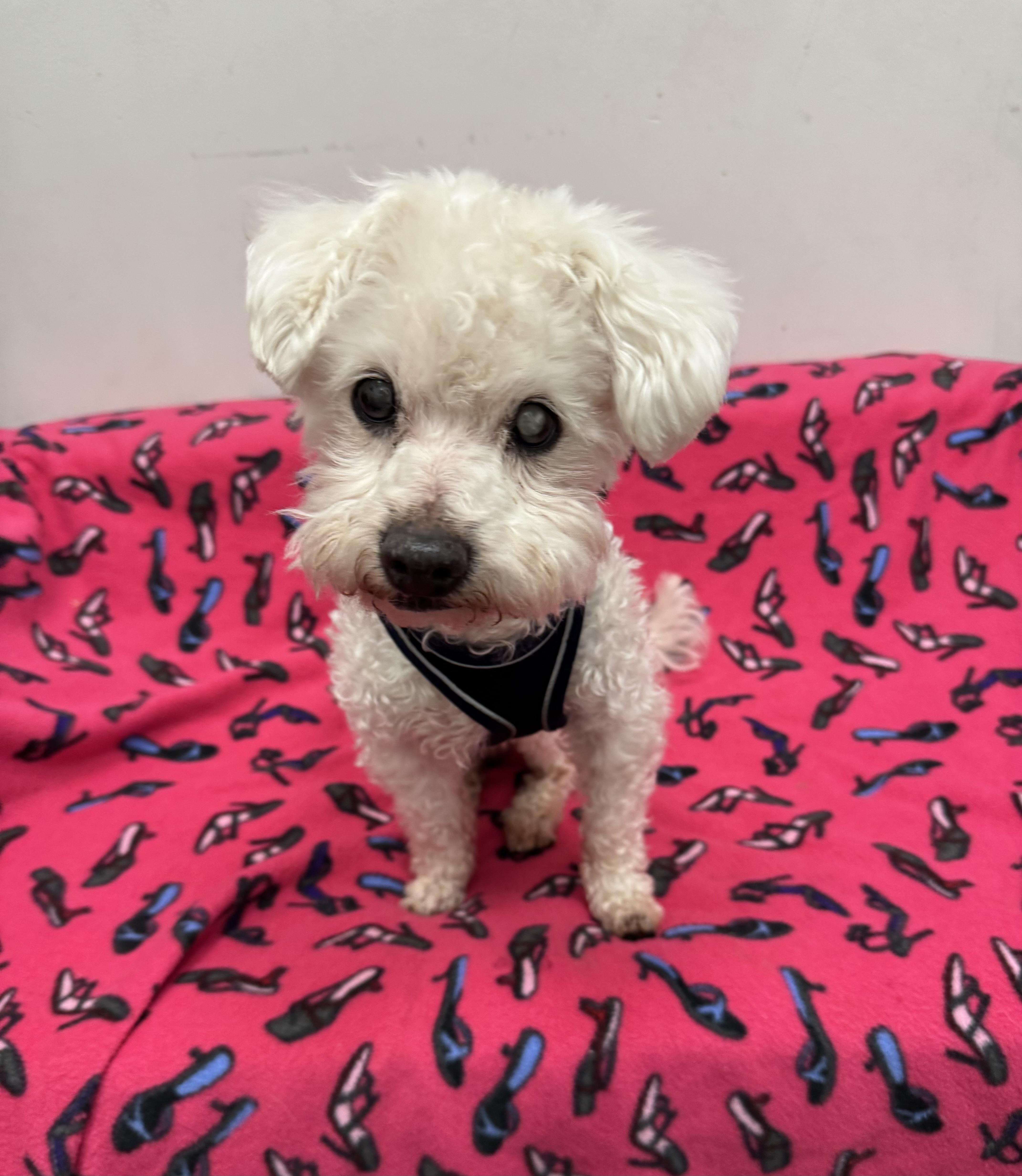 Enlarge Juice, a ADOPTABLE Miniature Poodle in Berkeley, CA image 3/3