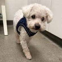 Enlarge Juice, a ADOPTABLE Miniature Poodle in Berkeley, CA image 2/3