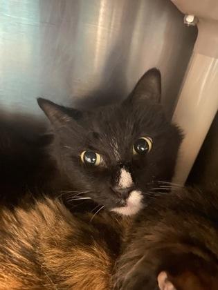 Leo, Adoptable, Adult Male Domestic Long Hair & Domestic Short Hair.