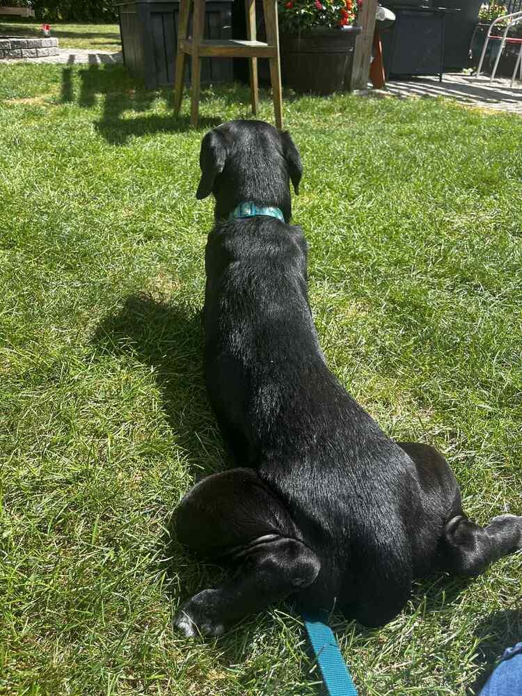 Enlarge Skye, a Adoptable mixed breed in Amherst, NY image 1/6