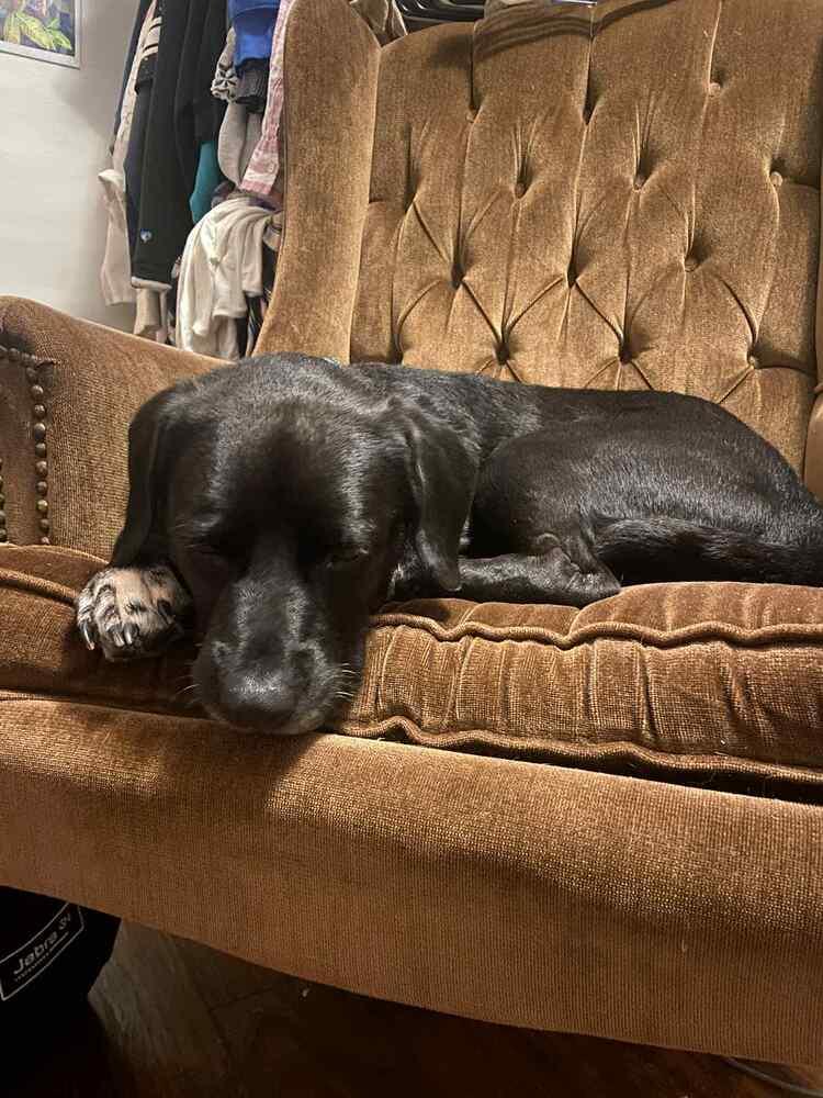 Enlarge Skye, a Adoptable mixed breed in Amherst, NY image 2/6