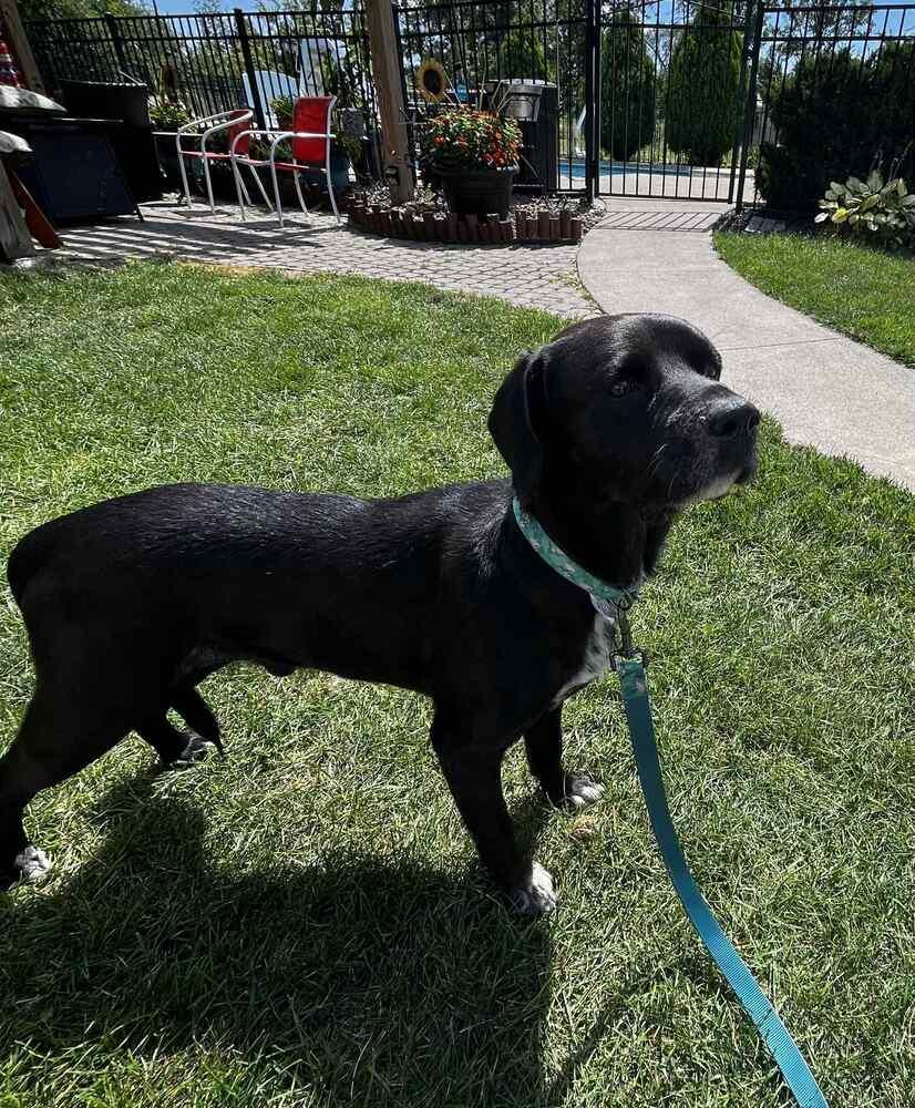 Enlarge Skye, a Adoptable mixed breed in Amherst, NY image 3/6