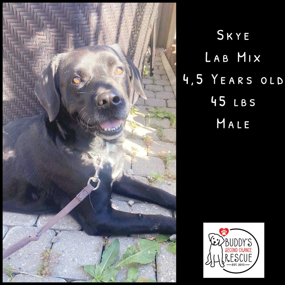 Enlarge Skye, a Adoptable mixed breed in Amherst, NY image 5/6