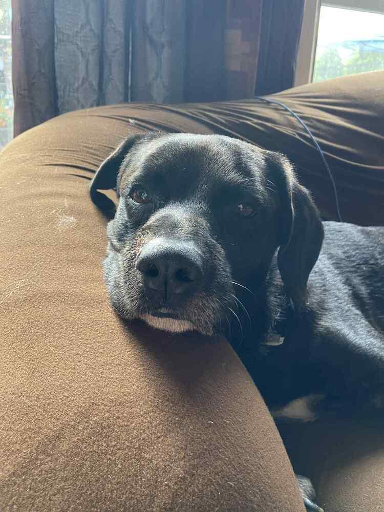 Enlarge Skye, a Adoptable mixed breed in Amherst, NY image 6/6