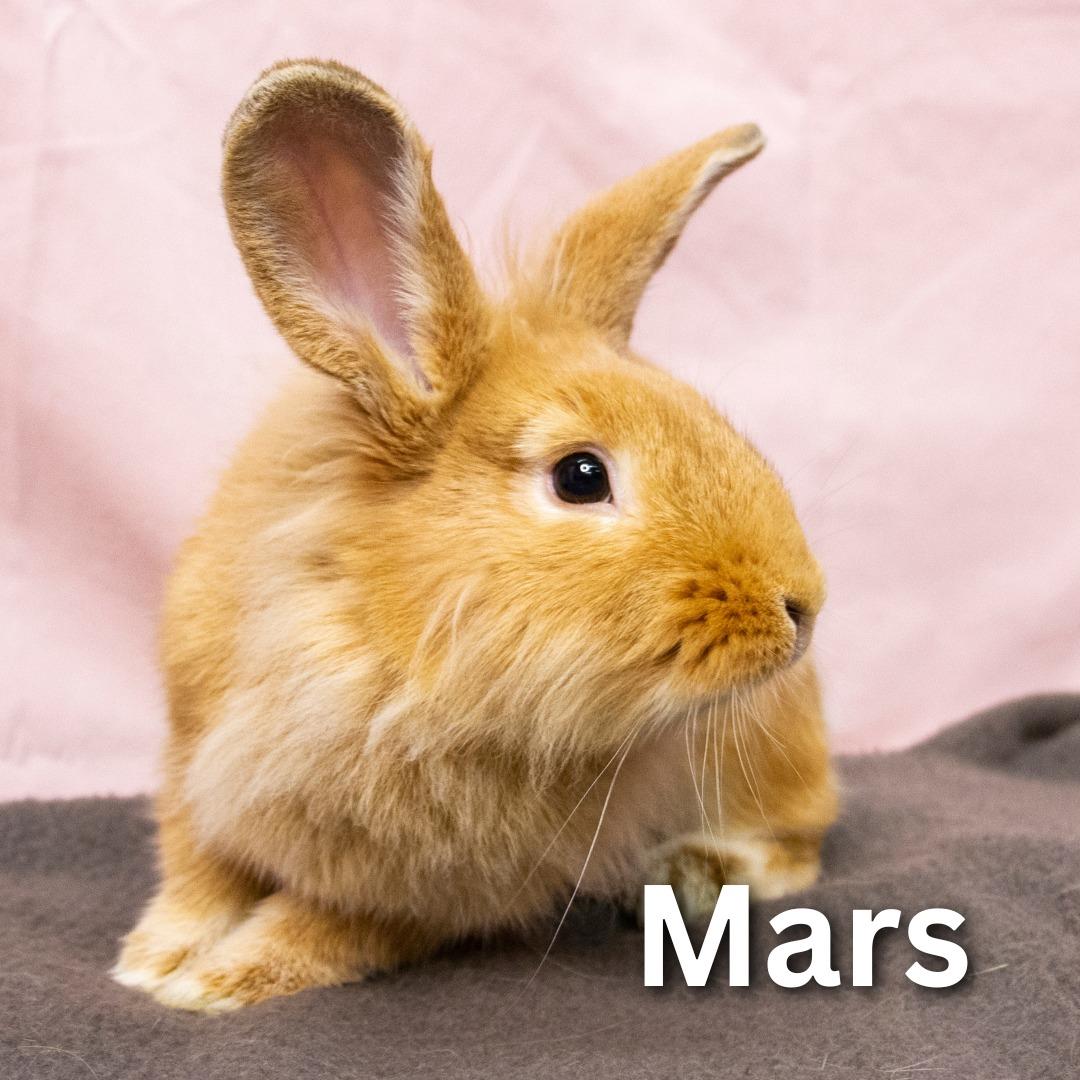 Enlarge Mars, a Adoptable Lionhead in Winnipeg, MB image 1/1
