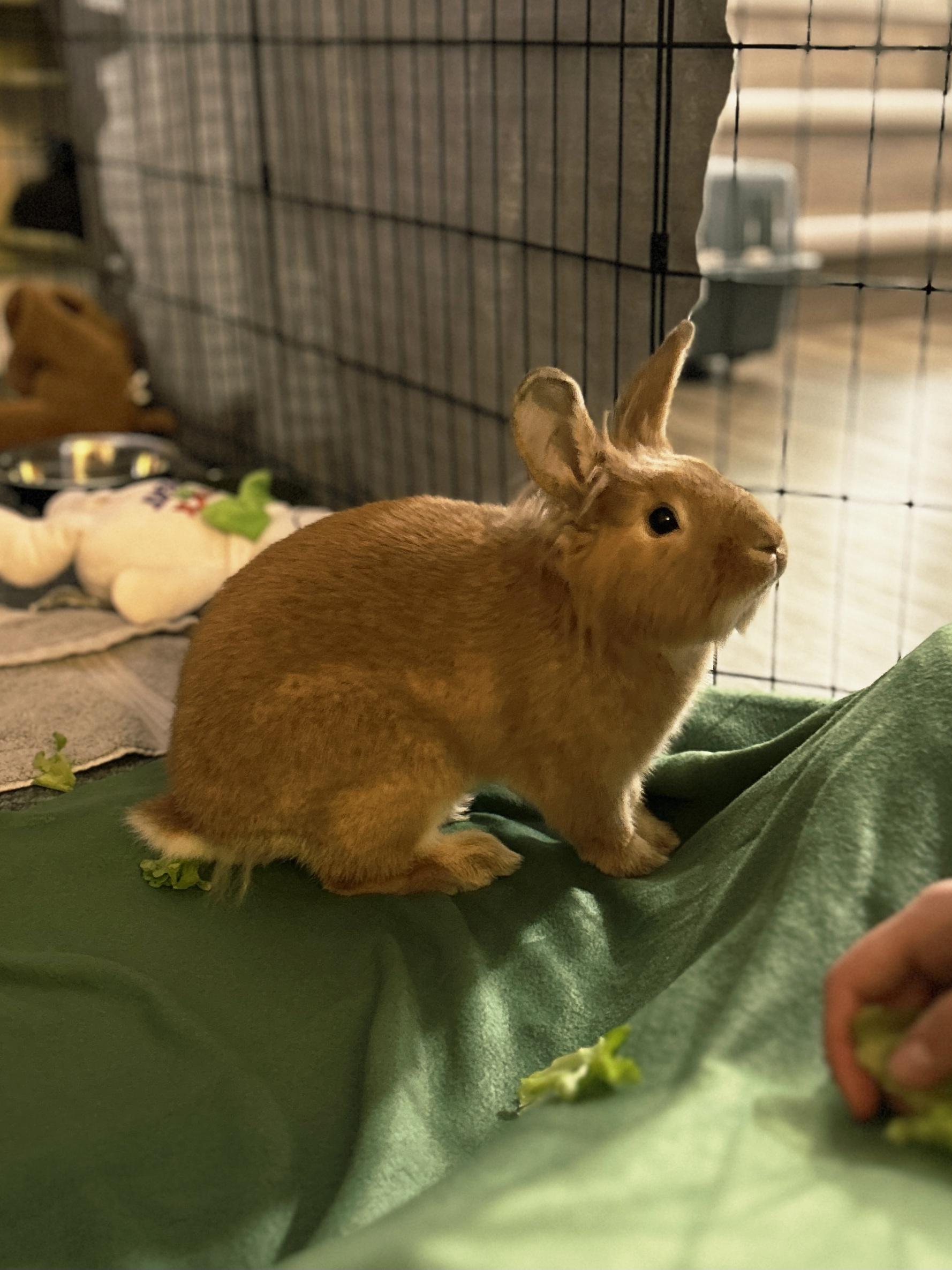 Enlarge Mars, a Adoptable Lionhead in Winnipeg, MB image 1/1