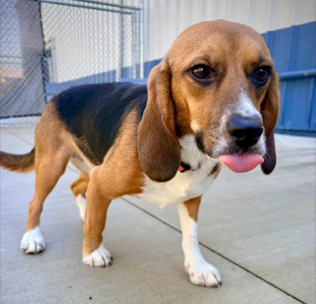 Enlarge Mabel, a Adoptable Beagle in Kalamazoo, MI image 2/4