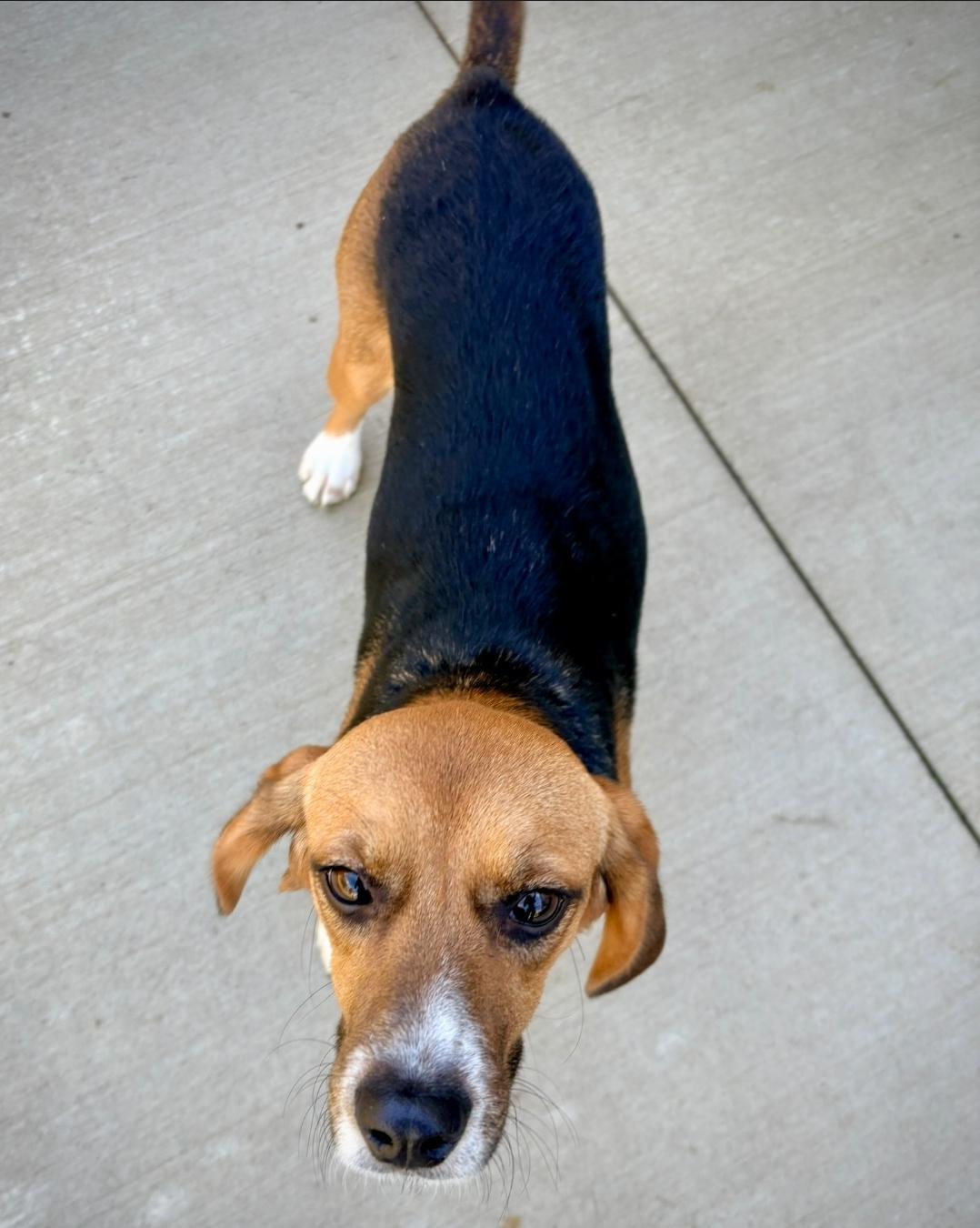 Enlarge Mabel, a Adoptable Beagle in Kalamazoo, MI image 3/4