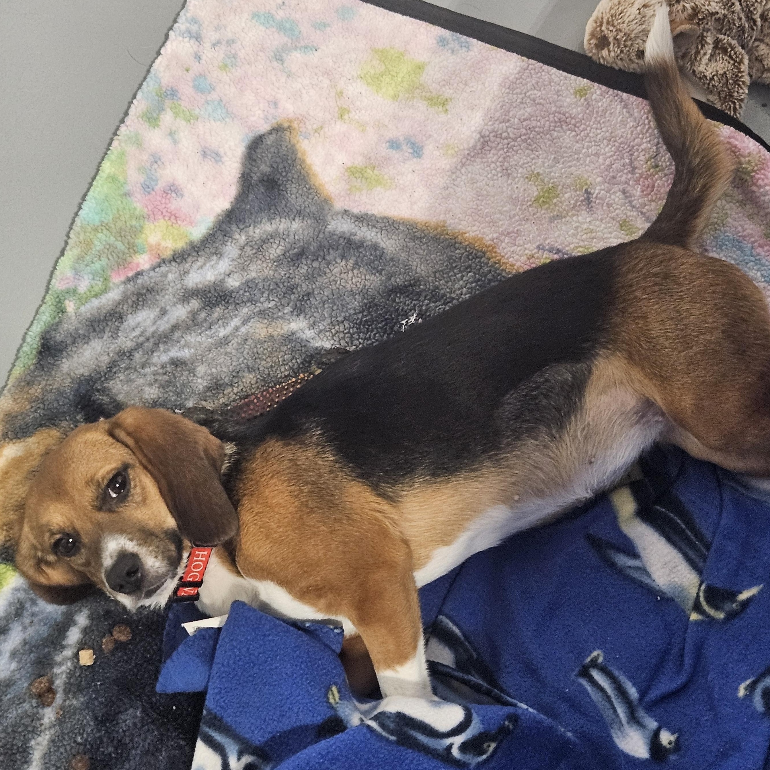 Enlarge Mabel, a Adoptable Beagle in Kalamazoo, MI image 4/4