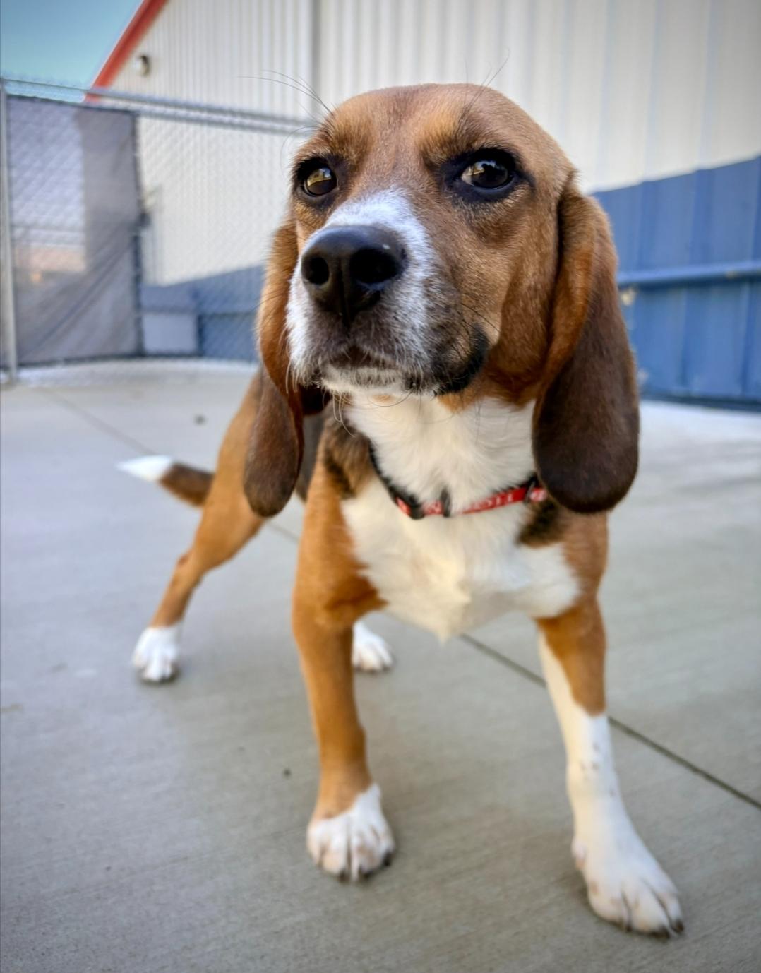 Mabel, Adoptable, Young Female Beagle.