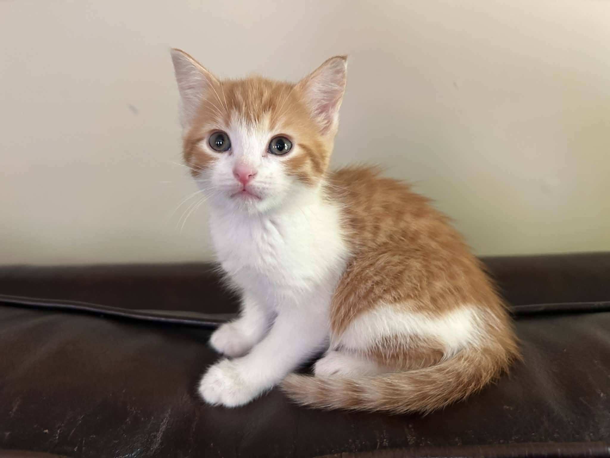 Zoey, a ADOPTABLE Domestic Short Hair in Wading River, NY image 2/5