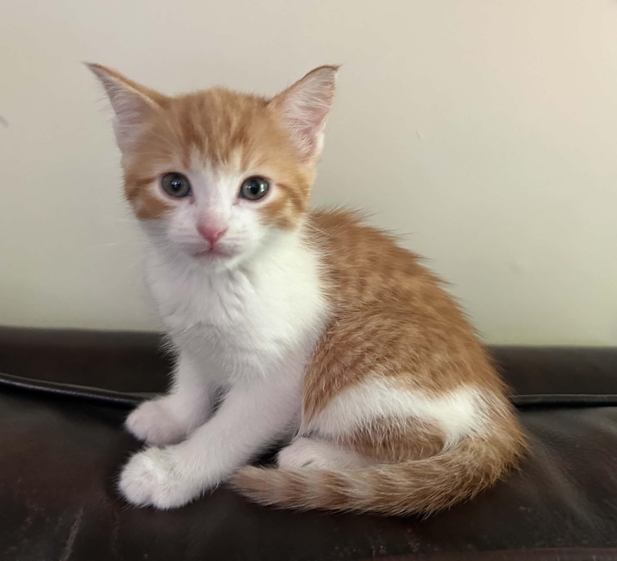 Zoey, ADOPTABLE, Kitten Female Domestic Short Hair.