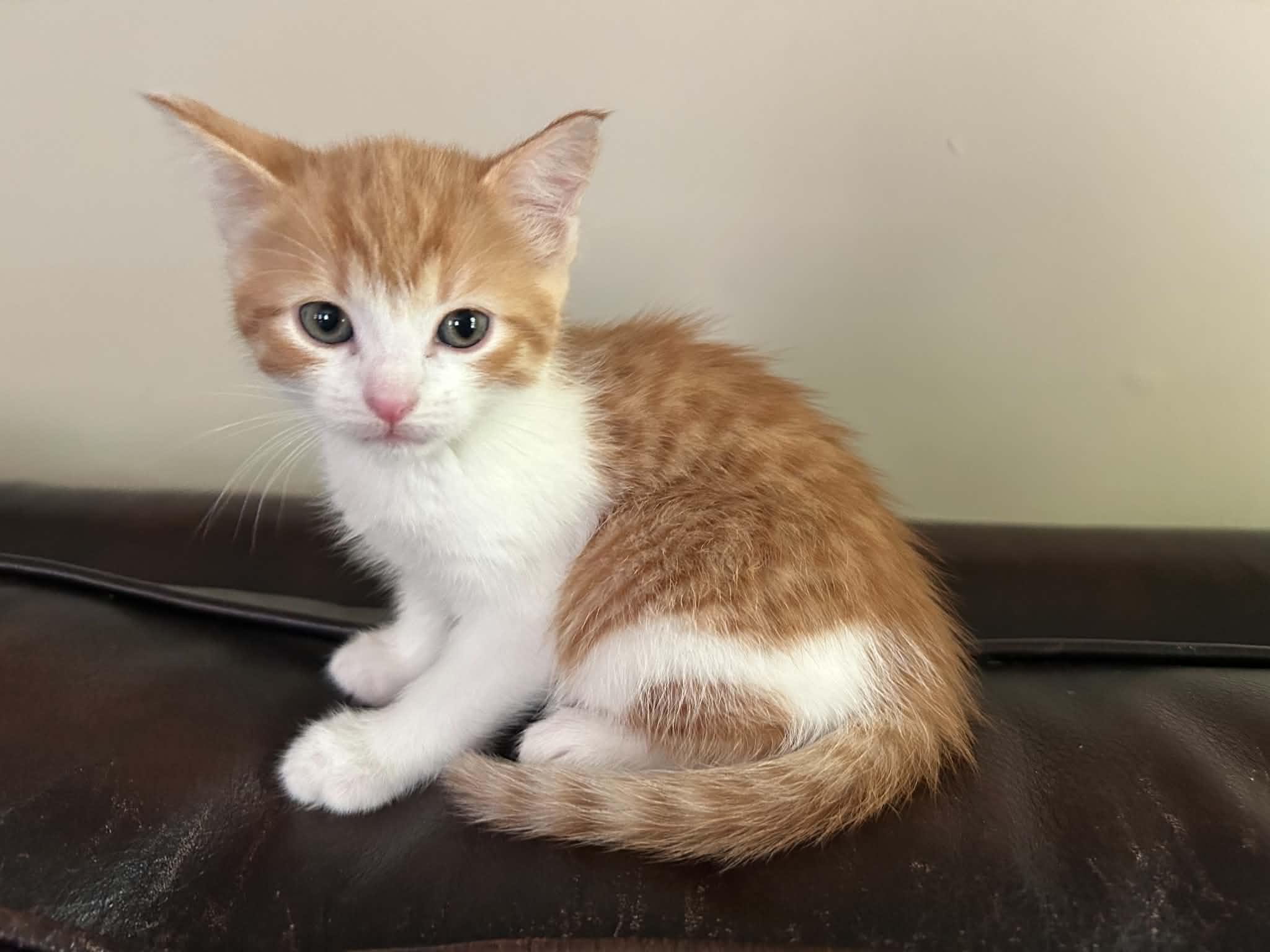 Zoey, a ADOPTABLE Domestic Short Hair in Wading River, NY image 3/5