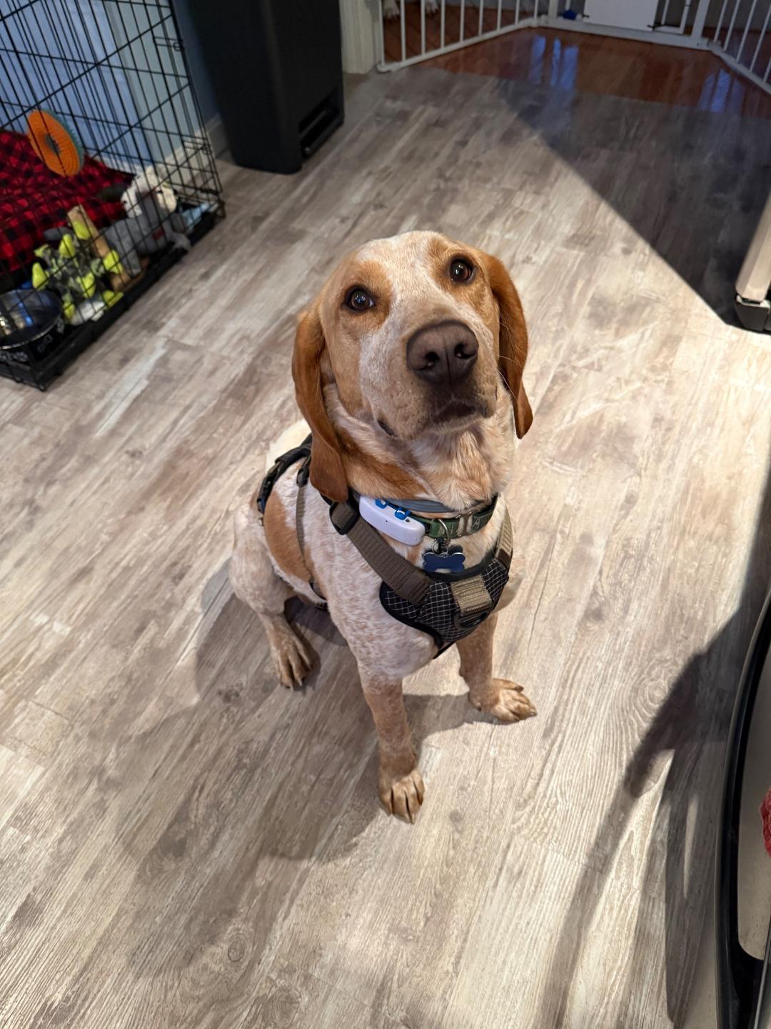 Rusty, Adoptable, Adult Male American Foxhound.