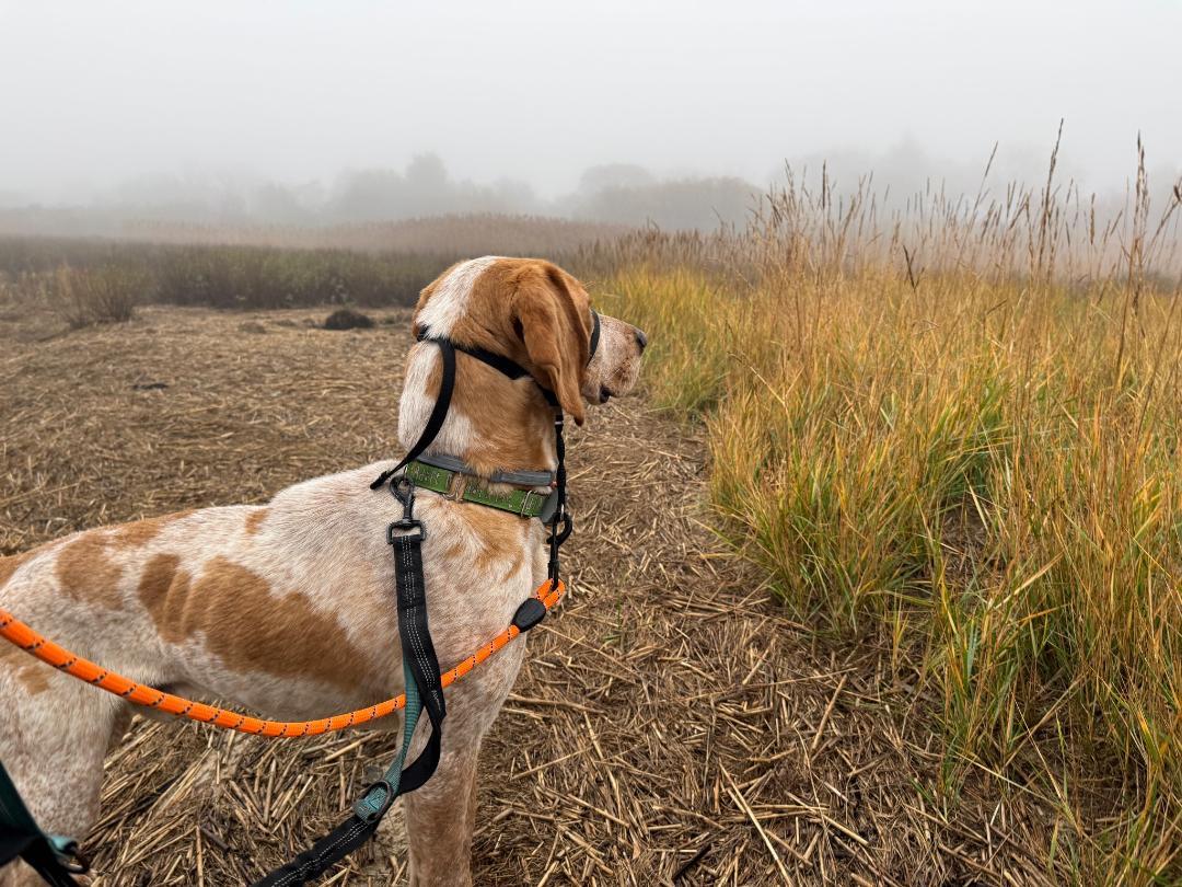 Rusty, a Adoptable mixed breed in Lexington, MA image 4/6